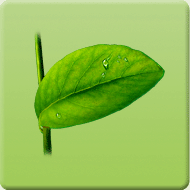 ���Ǯ��